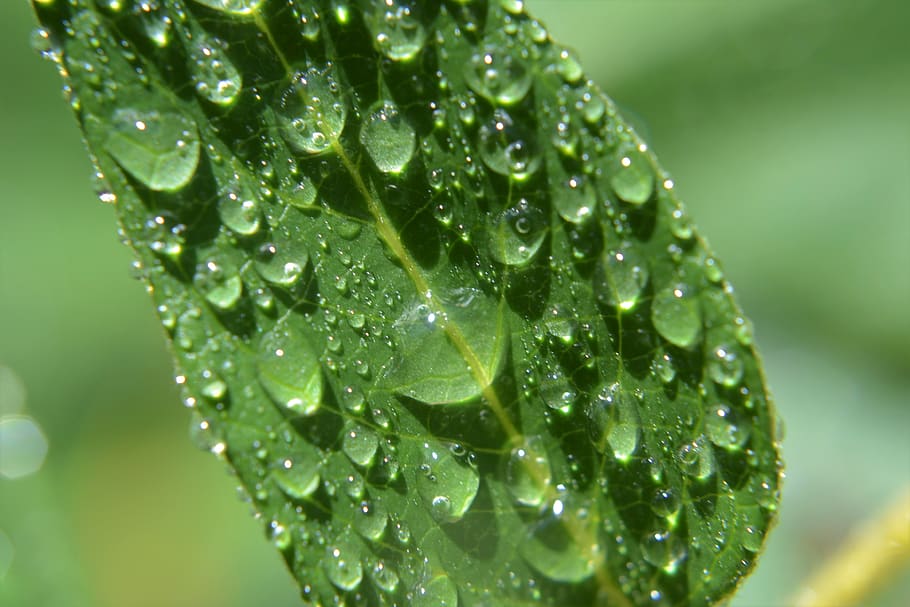 green, water, nature, macro, drop, wet, green color, close-up HD wallpaper
