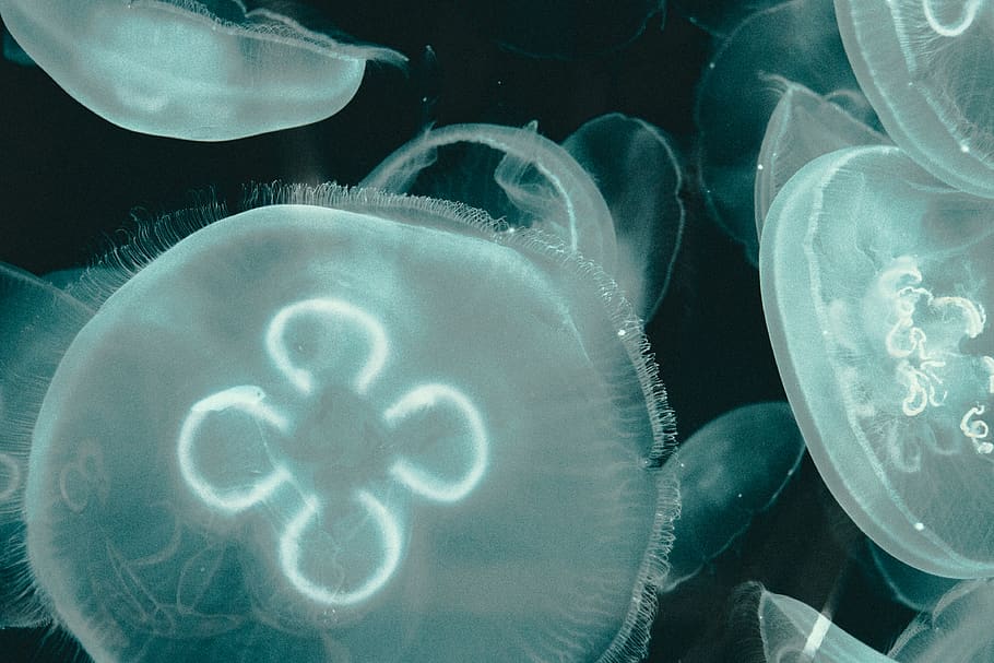 white jellyfish lot, sea, underwater, animals in the wild, animal themes HD wallpaper