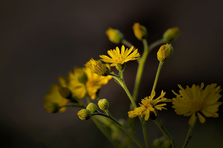 flower, nature, flora, leaf, growth, love, light, plant, yellow HD wallpaper