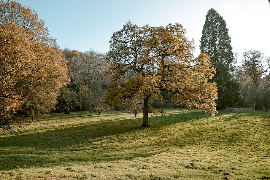 autumn, fall, tree, trees, yellow tones, park, forest, bishop auckland HD wallpaper