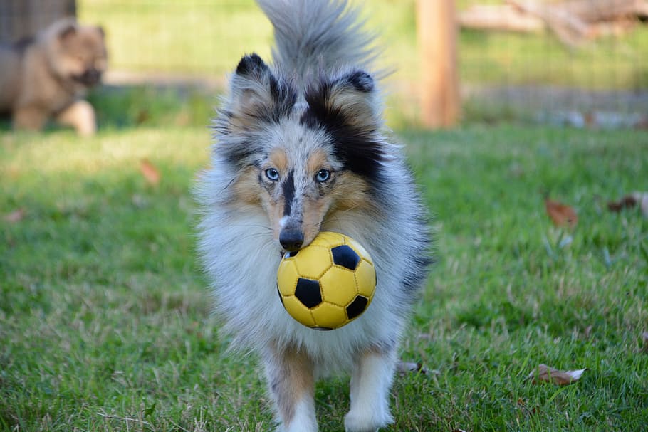 dog, bitch, bitch shetland sheepdog, dog shetland sheepdog nobility, HD wallpaper