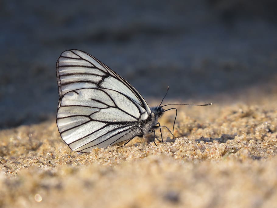butterfly, white, sand, beach, insect, summer, wings, colorful HD wallpaper