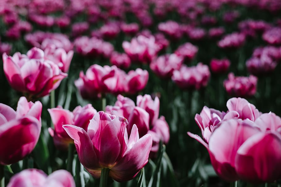 pink flowers, flowering plant, pink color, beauty in nature, freshness HD wallpaper