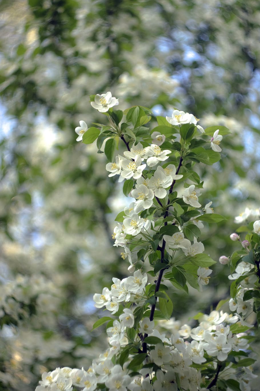 spring, blossoms, white, bloom, blooming, petals, flowers, tree HD wallpaper
