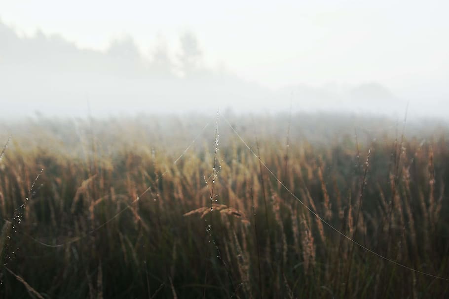 Wheat Field, cobweb, crop, dew, fog, foggy, grass, nature, pasture HD wallpaper