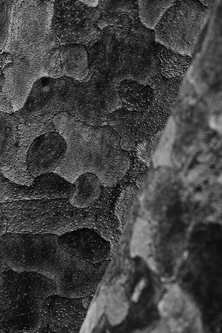 grayscale stone surface, rock, ground, slate, soil, tree, texture HD wallpaper