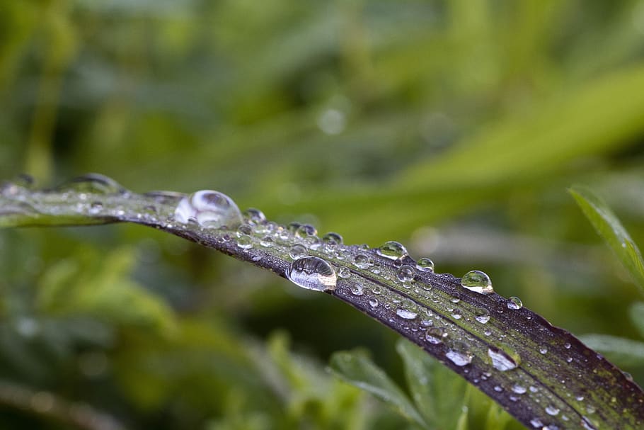herb, raindrops, nature, green, dew, wet, water, non, plants HD wallpaper