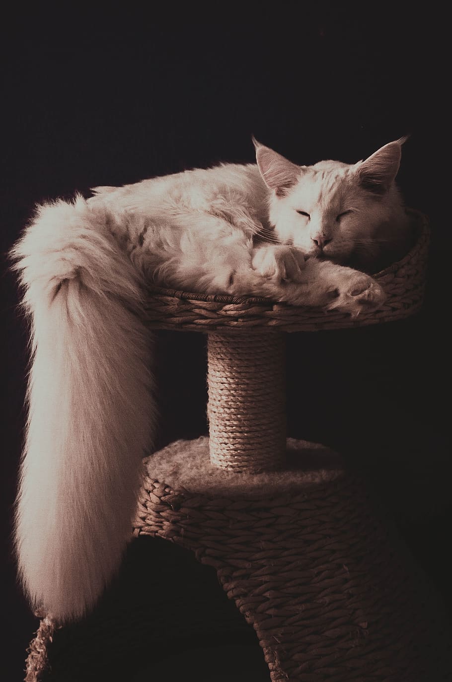 russia, moscow, cat, domestic animals, domestic cat, pets, mammal HD wallpaper
