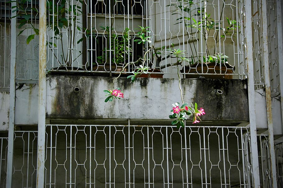 pink flowers, plant, banister, handrail, blossom, flower arrangement HD wallpaper