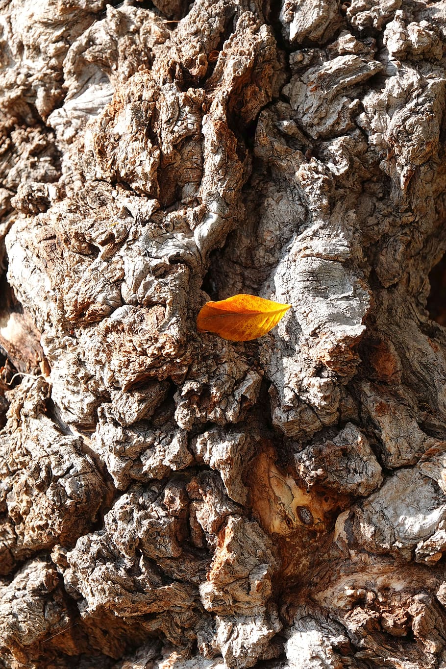bark, tribe, tree, botany, nature, leaf, close up, background HD wallpaper
