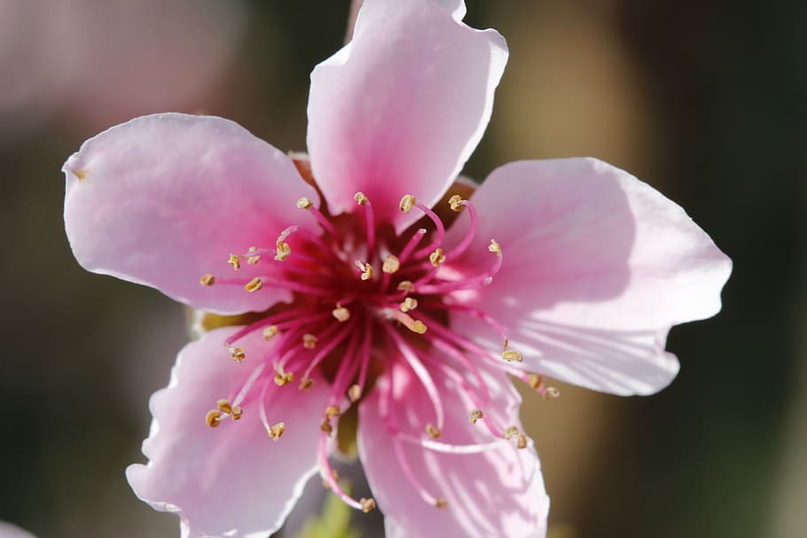 flower, peach tree, spring, flora, botanist, flowering plant HD wallpaper