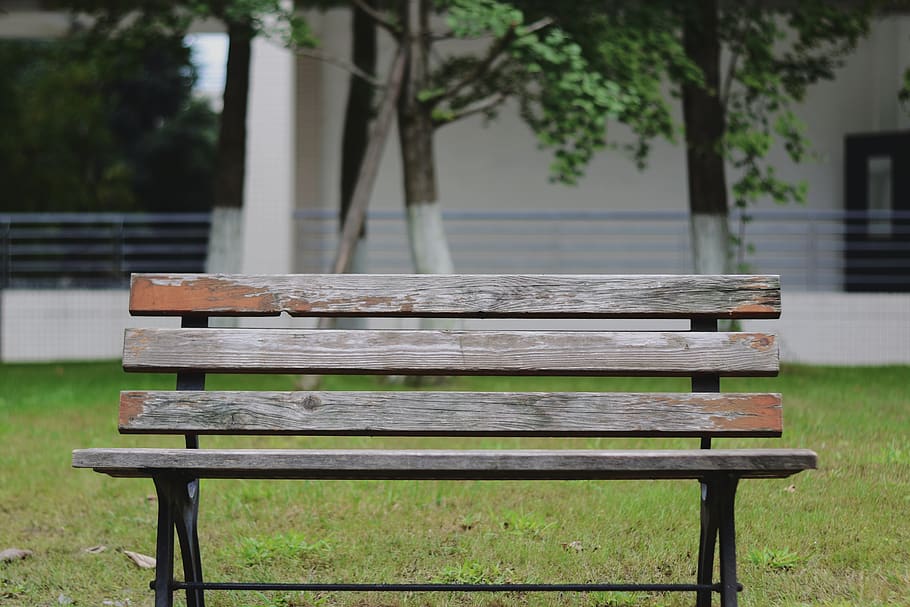 bench, wood - material, seat, park, plant, park bench, empty HD wallpaper