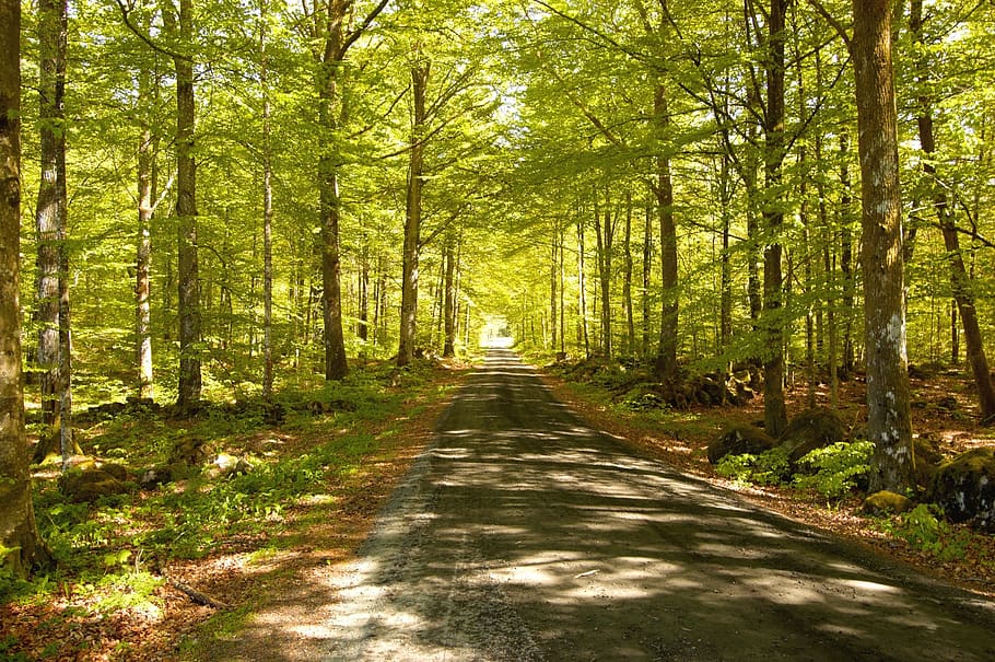 sweden, leaf, tree, trees, nature, forest, outside, outdoor HD wallpaper