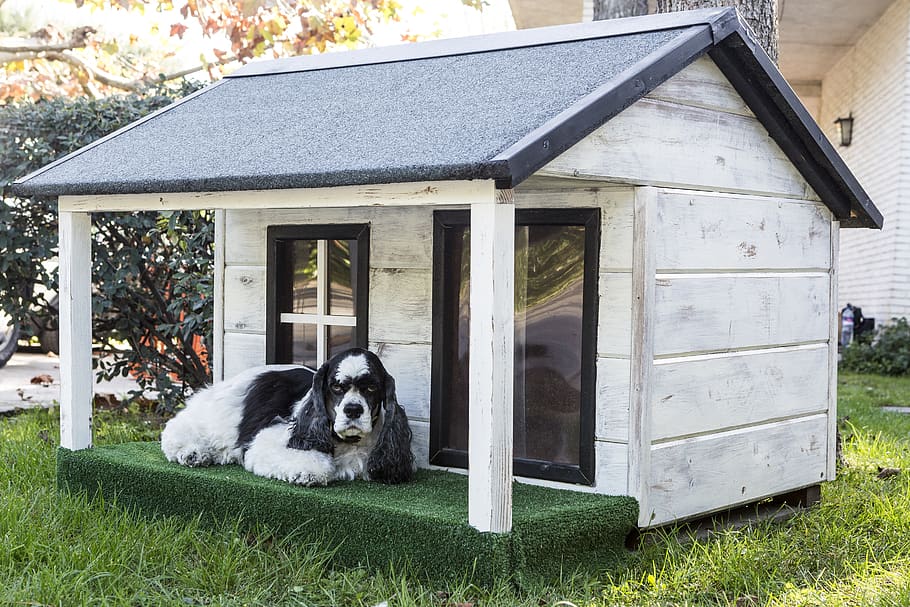 HD wallpaper: kennels for pets, dog houses, wooden houses for dogs, animals | San Diego Dog Boarding