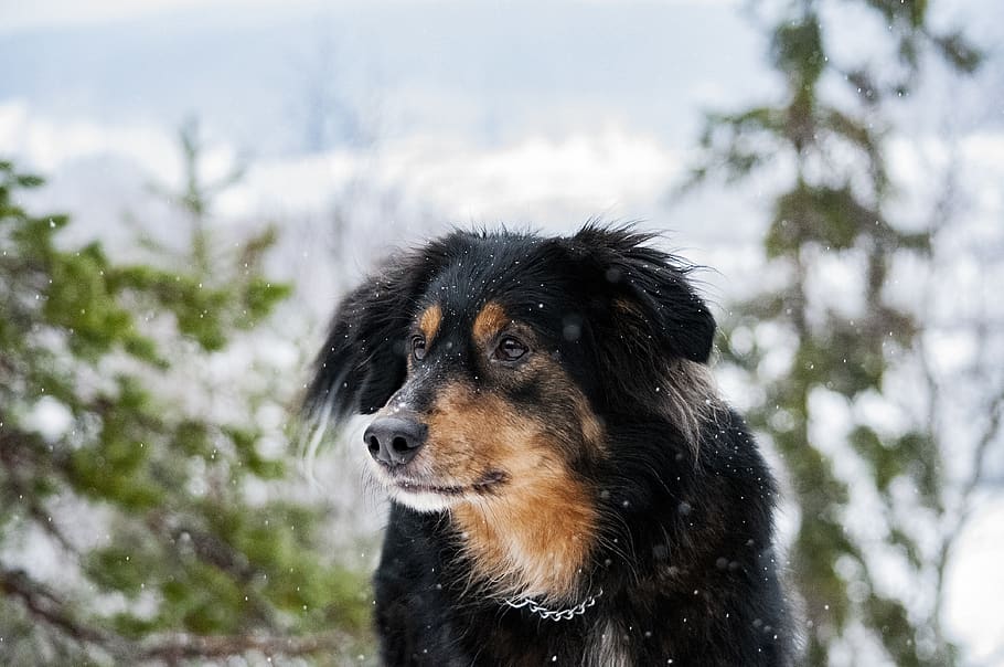 dog, mongrel, pet, black, brown, cute, jyväskylä, finnish HD wallpaper