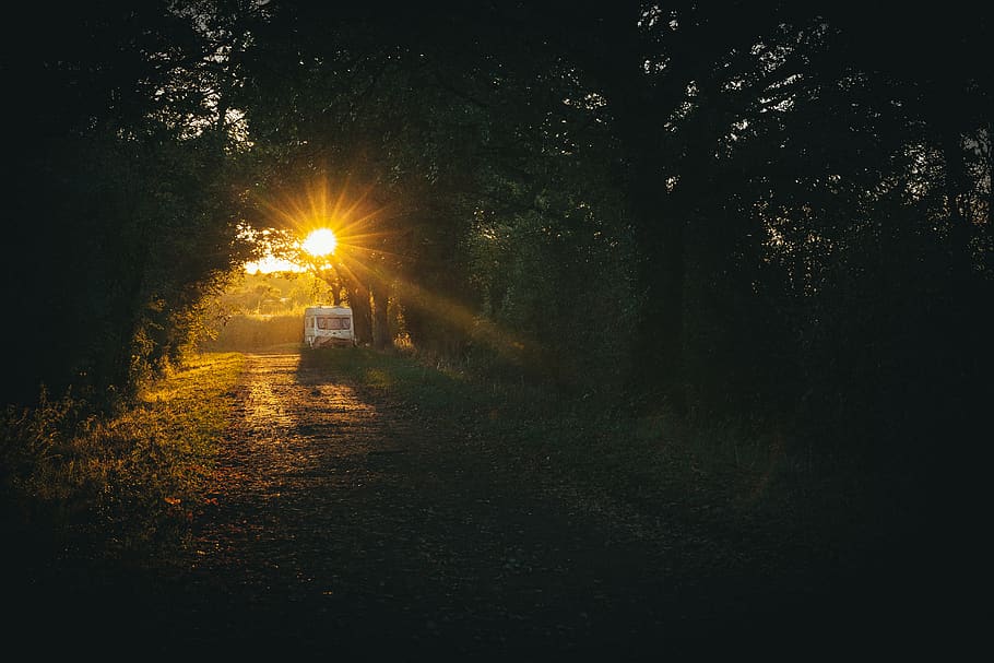 Sunlight, backlit, dark, dawn, environment, sunrise, sunset, trees HD wallpaper