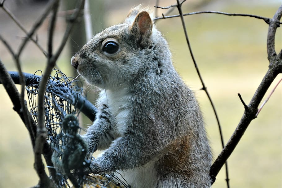 squirrel, young, furry, staring, gray, cute, eating, perched HD wallpaper