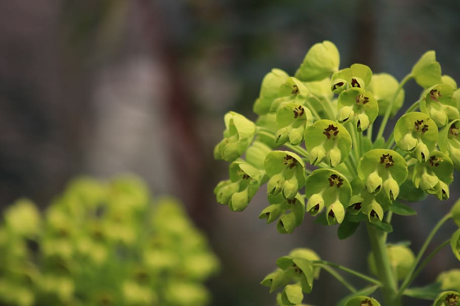 flowers, spring, foliage, hatching, green, garden, leaves, light HD wallpaper