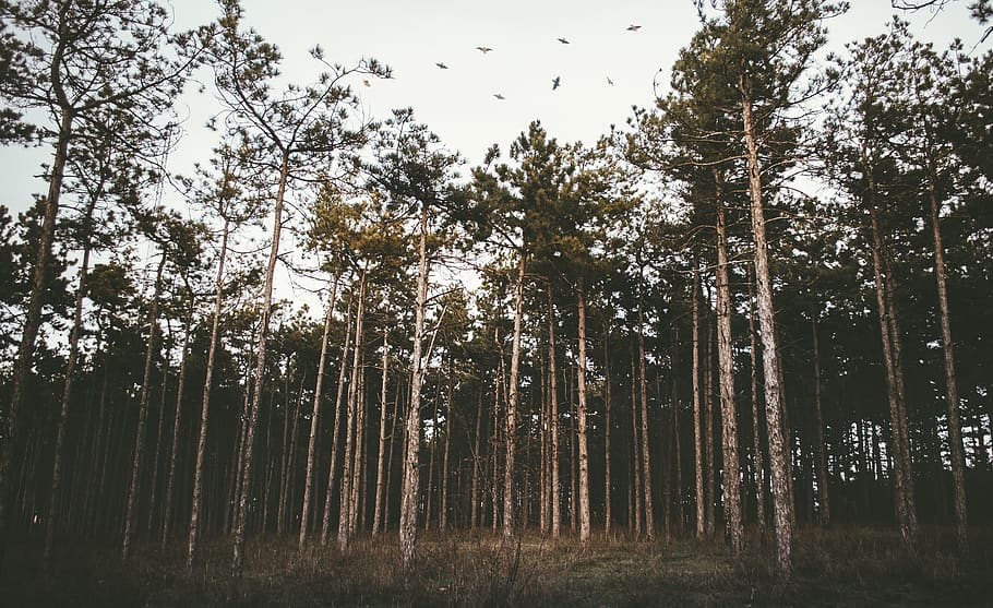 forest, birds, dark, lake, trees, nature, outdoors, travel HD wallpaper