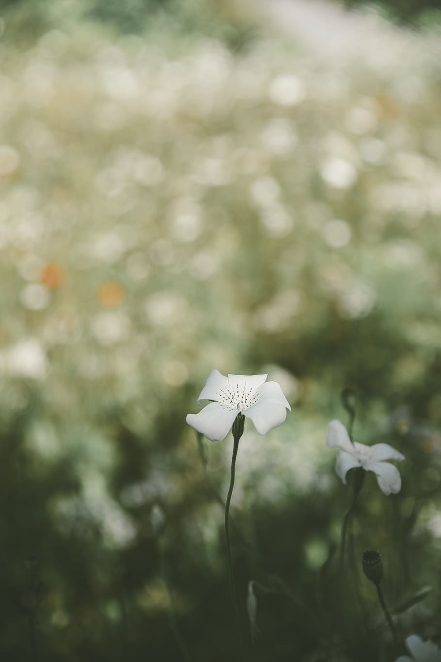 white petaled flowers in bloom, plant, blossom, geranium, anemone HD wallpaper