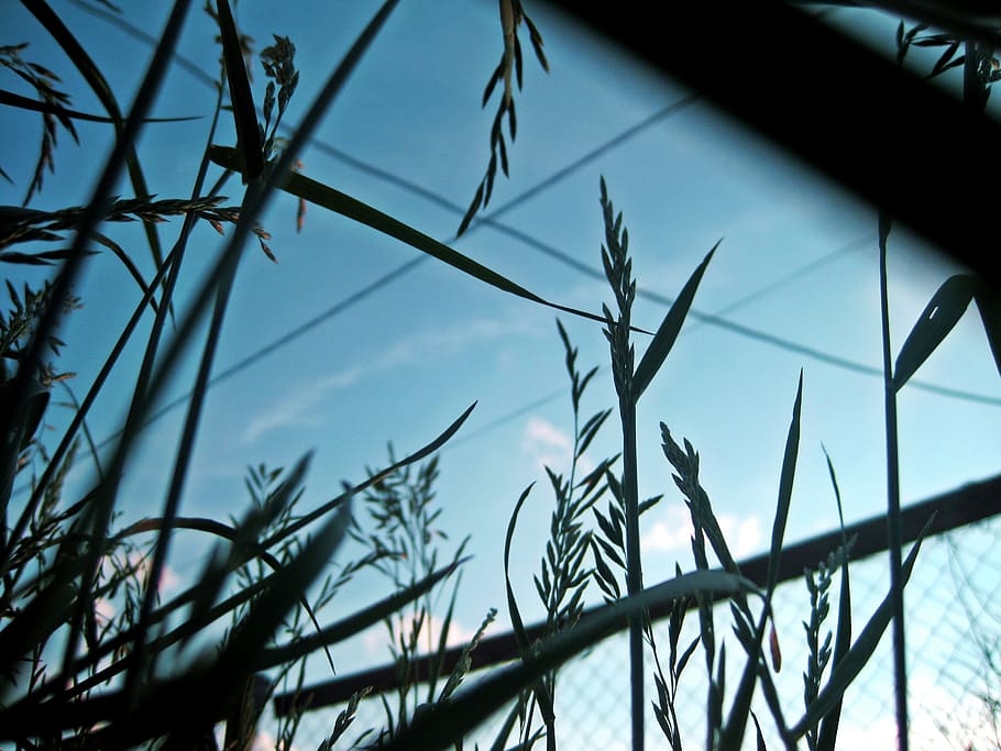 sky, grass, blue, nature, ears, summer, beaty, light, white HD wallpaper