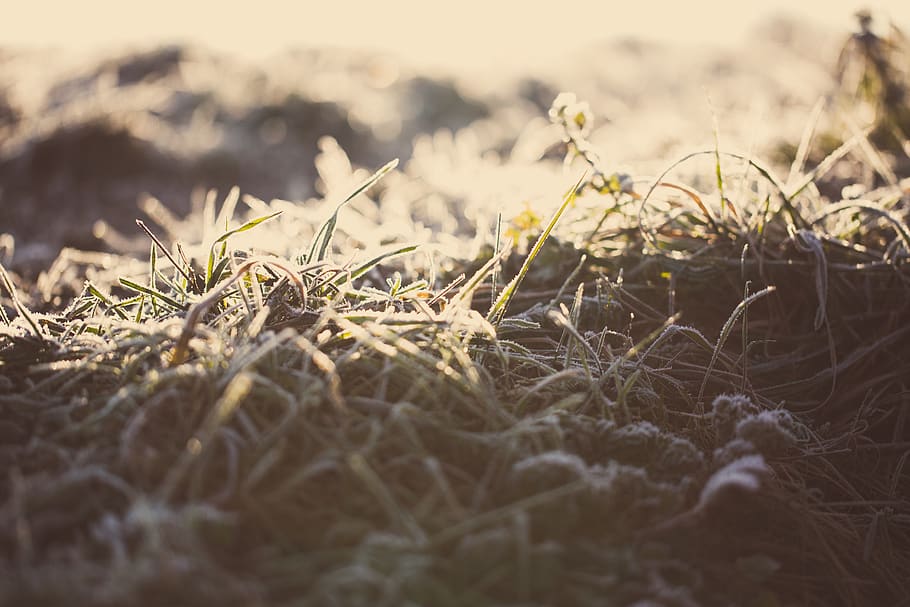 macro, grass, frozen, magical, glowing, farm, farmland, countryside HD wallpaper