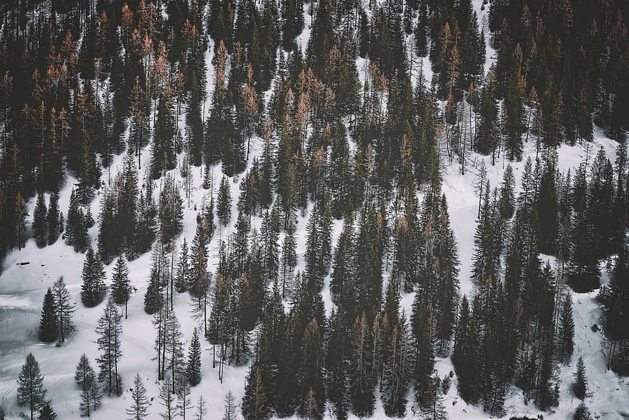 Snow Covered Ground With Pine Trees, cold, conifer, dawn, daylight HD wallpaper