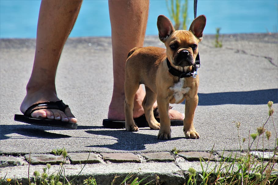 nice, small, dog, puppy, on a leash, legs, total, looks, mammal HD wallpaper
