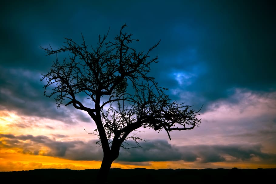 Silhouette of Bare Tree Under Dimmed Sky during Sunset, clouds HD wallpaper