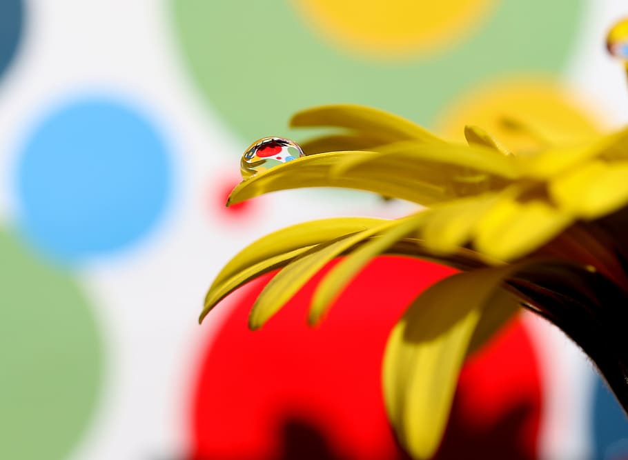 drops, water, macro, flower, refractive, petals, yellow, plant HD wallpaper