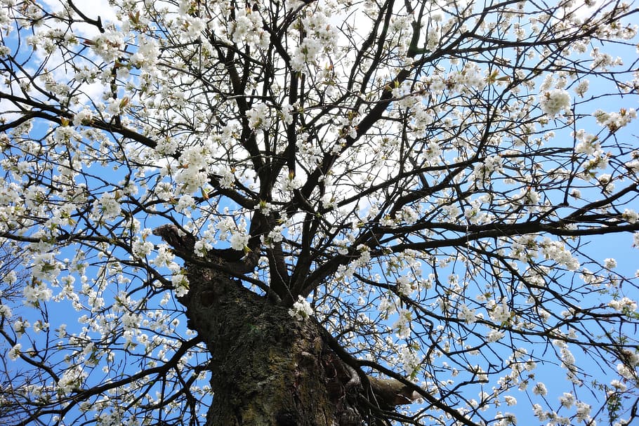 apple tree, white, flowers, spring, apple blossom, nature, fruit tree HD wallpaper