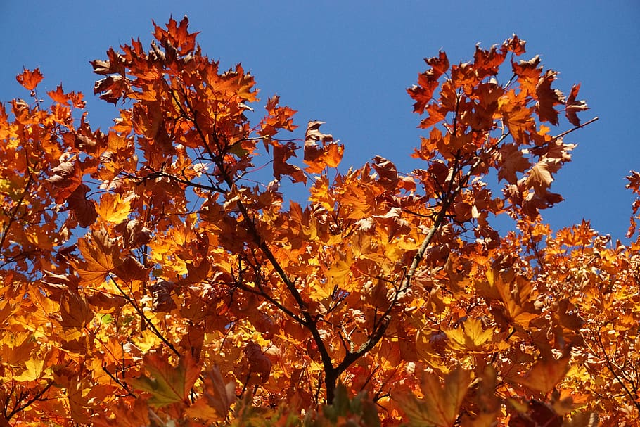 fall foliage, maple, colorful, leaves, bright, autumn, nature HD wallpaper