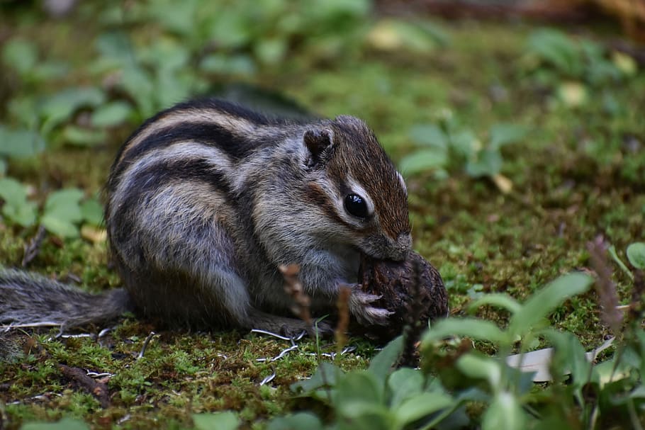 animal, squirrel, chipmunk, nuts, walnut, chopped walnuts, wild animal HD wallpaper