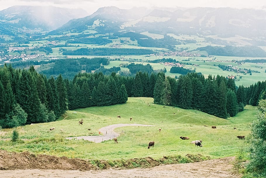 germany, ofterschwang, plant, tree, landscape, scenics - nature HD wallpaper