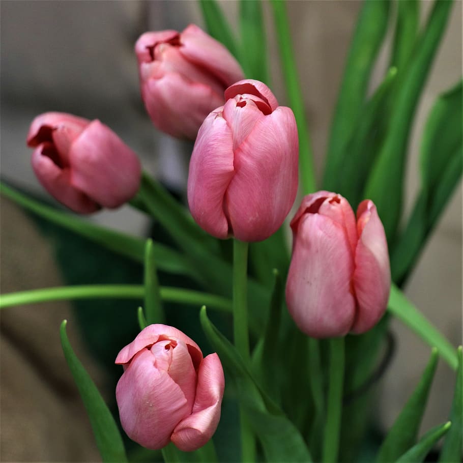 tulips, flowers, bouquet, spring, garden, pink, nature, flora HD wallpaper
