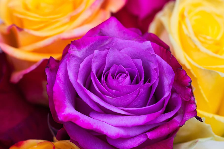 rose, flowers, plants, beauty in nature, flowering plant, rose - flower HD wallpaper