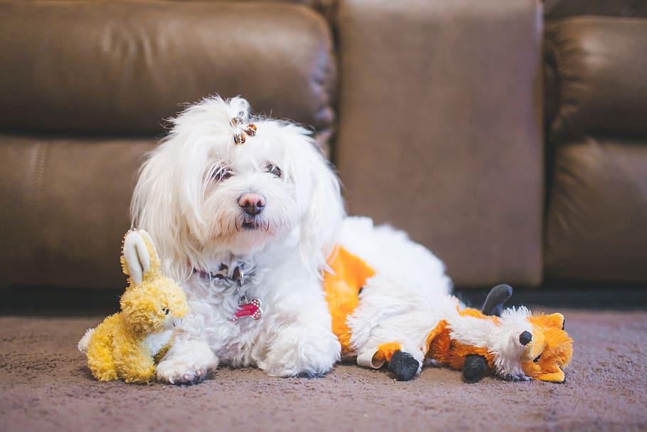 pet, stuffed, fox, rabbit, cute, white, dog, small, toys, puppy HD wallpaper