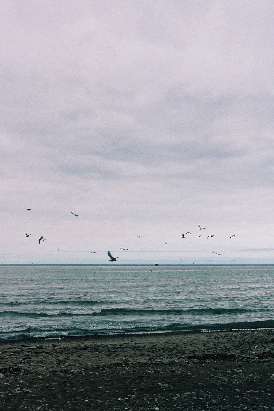 canada, toronto, lake, blue, seagulls, nature, birds, outside HD wallpaper