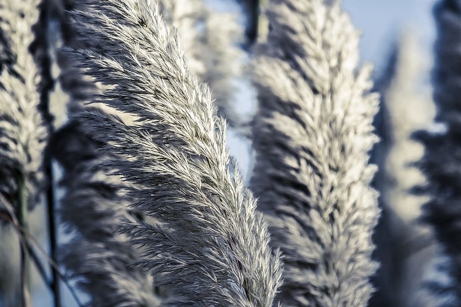 uk, lowestoft, growth, plant, close-up, nature, no people, selective focus HD wallpaper
