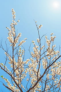 spring, flowers, blue, season, blooming, sky, japan, sun, garden HD wallpaper