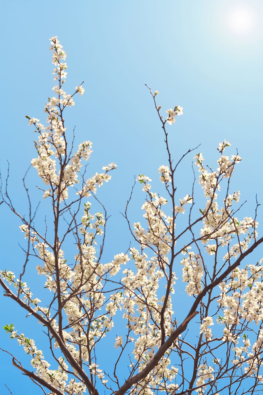 spring, flowers, blue, season, blooming, sky, japan, sun, garden HD wallpaper