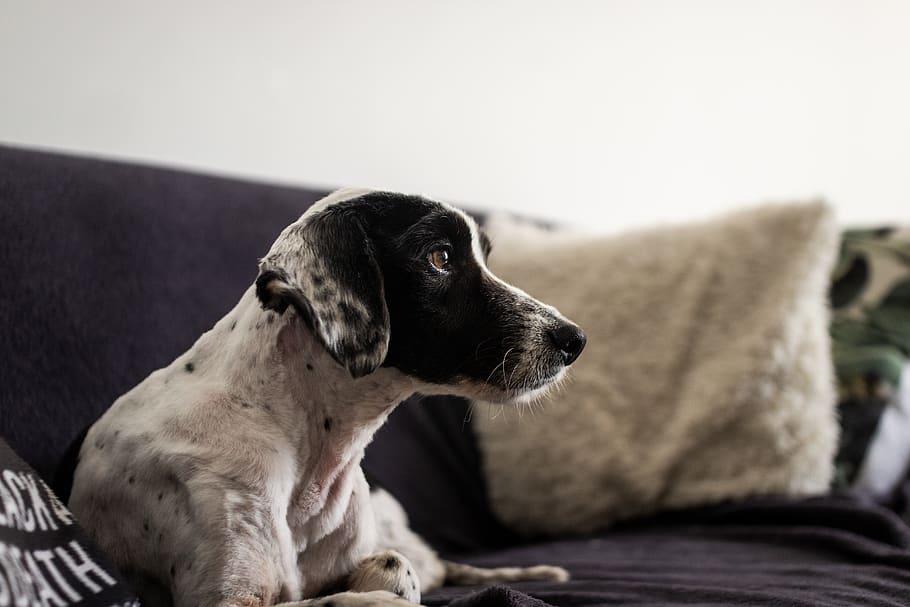 short-coated dog on sofa, canine, mammal, pets, domestic, animal HD wallpaper
