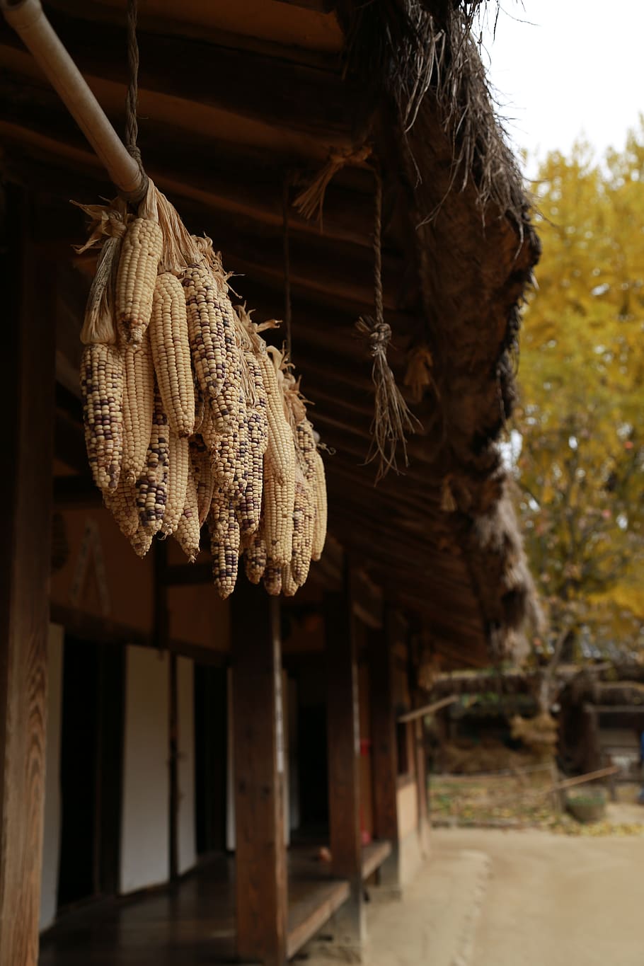 corn, fruit, harvest, grain, food, hanging, focus on foreground HD wallpaper