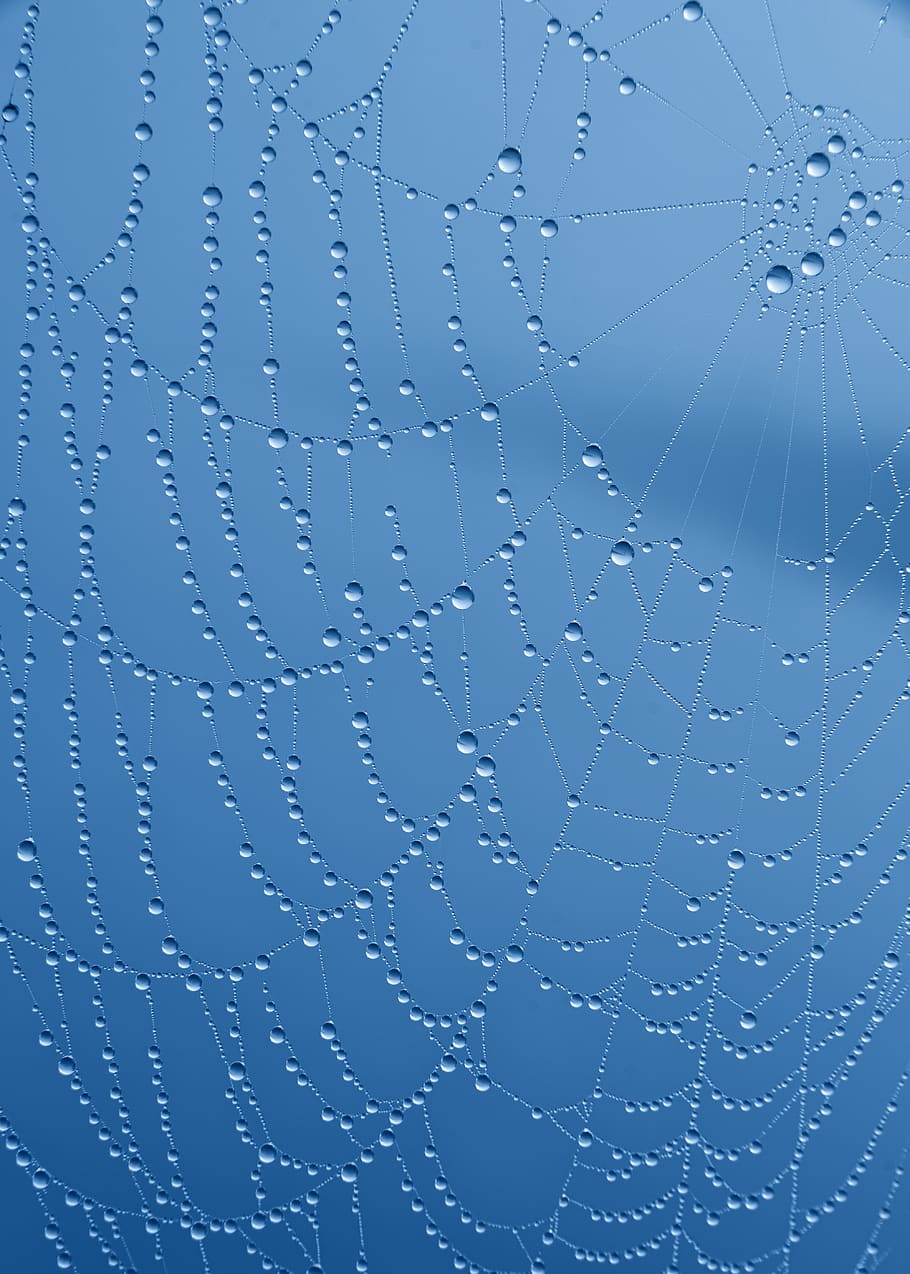 cobweb, drip, water, mirroring, blue, dew, nature, dewdrop HD wallpaper