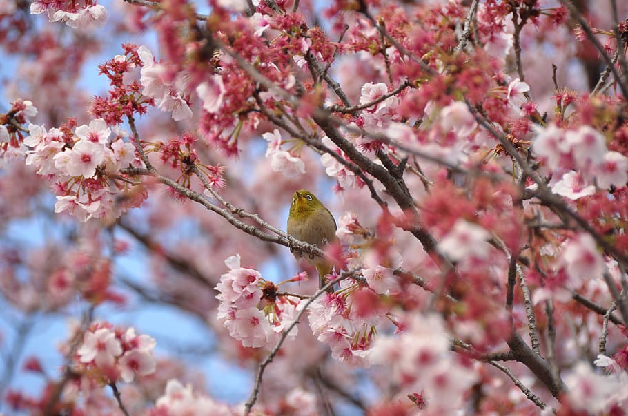 cherry blossom, bird, pink, tree, plant, branch, flower, pink color HD wallpaper