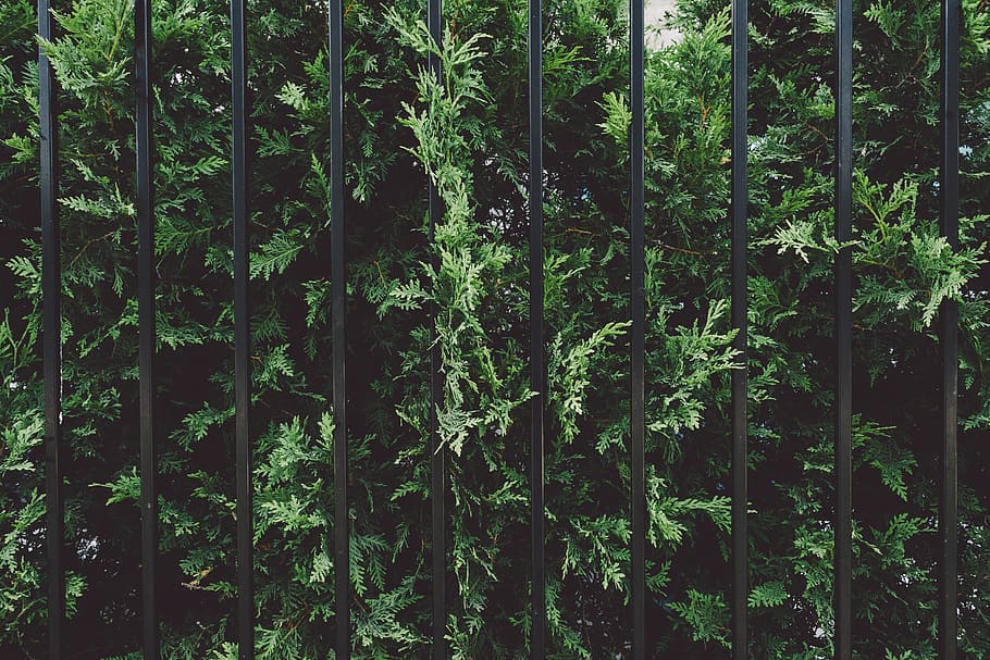 plant, bamboo, fence, tree, nature, botanical, bars, evergreen, HD wallpaper