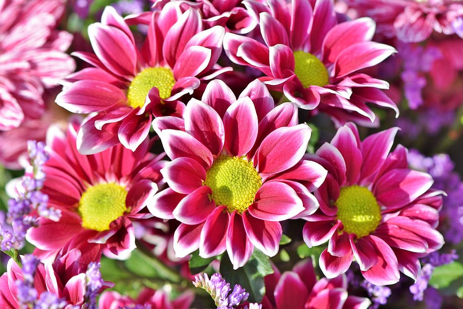 aster, composites, blossom, bloom, asteraceae, plant, garden HD wallpaper