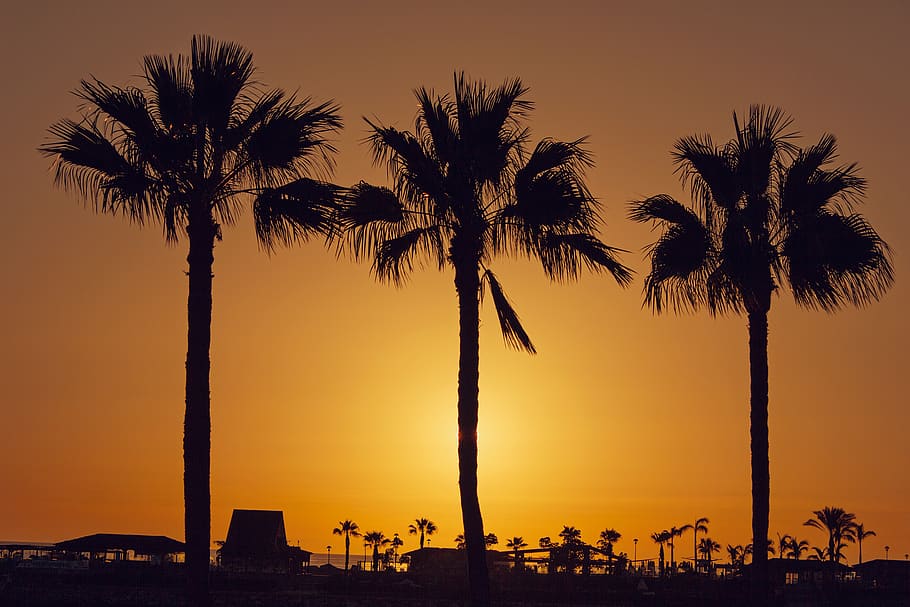 Silhouette Palm Trees on Beach Against Sky, backlit, dawn, idyllic HD wallpaper
