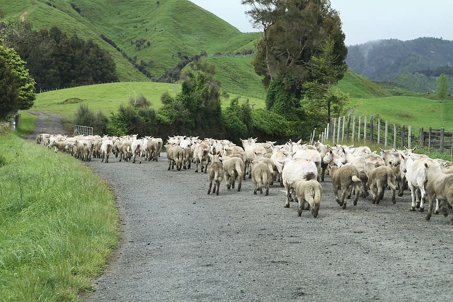 new zealand, sheep, road blocked, agriculture, farm, nature, HD wallpaper