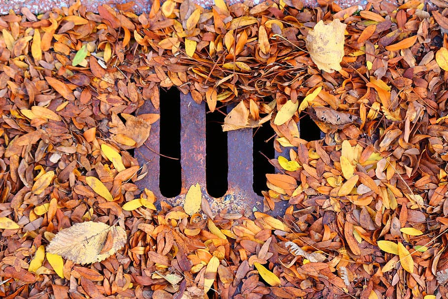 leaf, leaves, fall, sewer, drain, grid, nature, death, october HD wallpaper